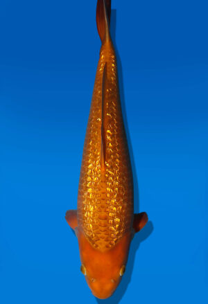 Koi Auktion Dainichi Karashigoi Nisai YellowMonkey female 50cm GT01-3026