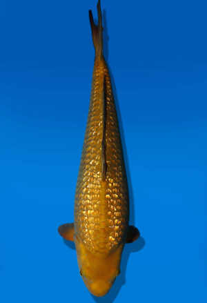 Koi Auktion Dainichi GinrinChagoi Nisai BrownMonkey male 51cm GT02-3037