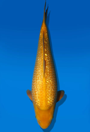 Koi Auktion Dainichi GinrinKarashigoi Nisai YellowMonkey male 46cm GT02-3027