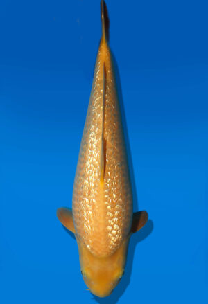 Koi Auktion Dainichi GinrinKarashigoi Nisai YellowMonkey female 52cm GT02-3028
