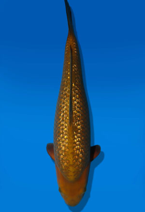 Koi Auktion Dainichi GinrinChagoi Nisai BrownMonkey female 54cm GT02-3029