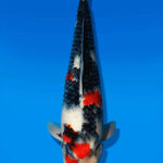 Koi Auktion Dainichi Showa Nisai Monroe female 55cm NN06-2626