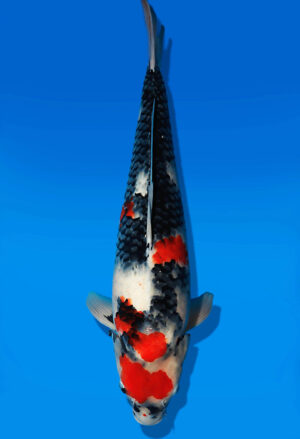 Koi Auktion Dainichi Showa Nisai Monroe female 55cm NN06-2626
