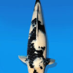 Koi Auktion Dainichi ShiroUtsuri Nisai BlackMonroe male 57cm NN06-2627