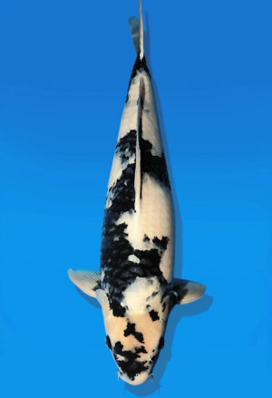 Koi Auktion Dainichi ShiroUtsuri Nisai BlackMonroe male 57cm NN06-2627