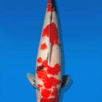 Koi Auktion Dainichi Showa Nisai WhiteMonroe female 67cm NN06-2643
