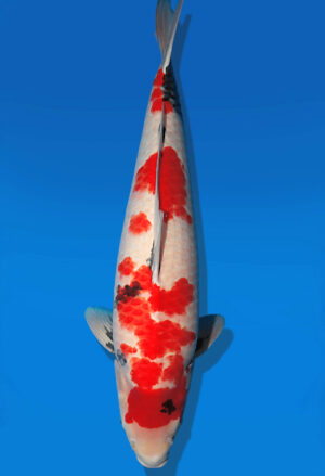 Koi Auktion Dainichi Showa Nisai WhiteMonroe female 67cm NN06-2643
