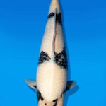 Koi Auktion Dainichi ShiroUtsuri Nisai Monroe female 55cm NN06-2628