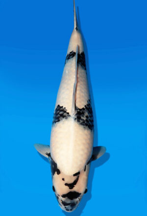 Koi Auktion Dainichi ShiroUtsuri Nisai Monroe female 55cm NN06-2628