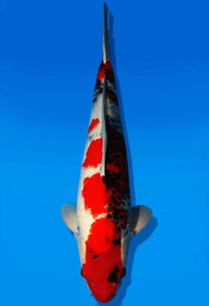 Koi Auktion Dainichi Showa Nisai WhiteMonroe male 58cm NN06-2629