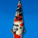 Koi Auktion Dainichi Sanke Nisai Mr.Big female 56cm NN06-2630