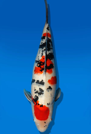 Koi Auktion Dainichi Sanke Nisai Mr.Big female 56cm NN06-2630