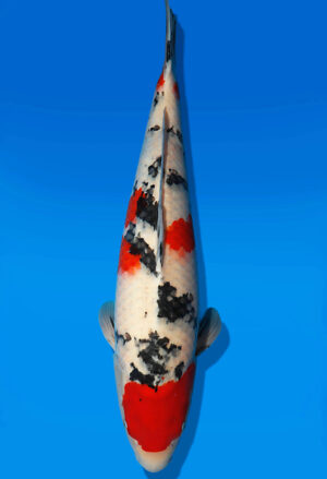 Koi Auktion Dainichi Sanke Nisai Mr.Big female 58cm NN06-2631