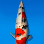 Koi Auktion Dainichi Sanke Nisai Mr.Big female 56cm NN06-2644