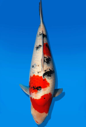 Koi Auktion Dainichi Sanke Nisai Mr.Big female 56cm NN06-2644
