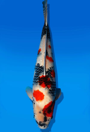Koi Auktion Dainichi Showa Nisai MonaLisa female 54cm NN06-2632