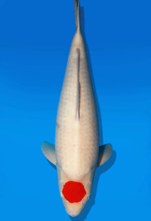 Koi Auktion Dainichi Tancho Nisai SuperRikidozan female 54cm NN06-2646