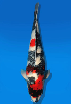 Koi Auktion Dainichi Showa Nisai MonaLisa female 61cm NN06-2645