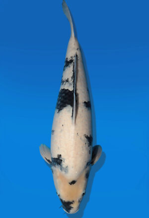 Koi Auktion Dainichi ShiroUtsuri Nisai BlackMonroe female 59cm NN06-2633