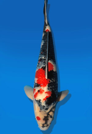 Koi Auktion Dainichi Showa Nisai BlackMonroe male 56cm NN06-2634