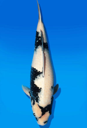 Koi Auktion Dainichi Showa Nisai BlackMonroe female 57cm NN06-2635