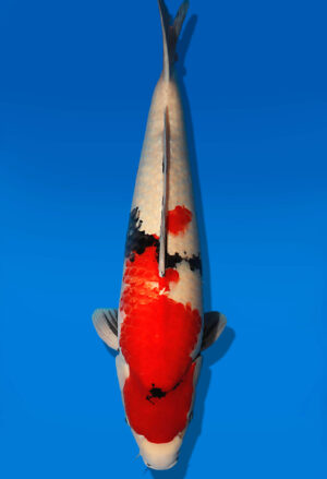 Koi Auktion Dainichi Showa Nisai Monroe male 59cm NN06-2647