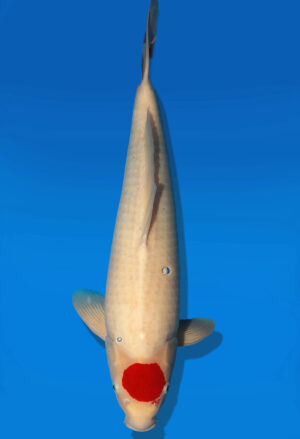 Koi Auktion Dainichi Benigoi Nisai RedTiger male 57cm NN06-2636