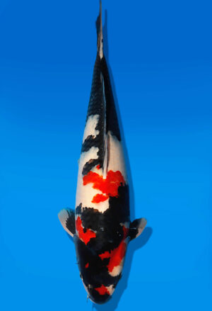 Koi Auktion Dainichi Showa Nisai MonaLisa male 56cm NN06-2637
