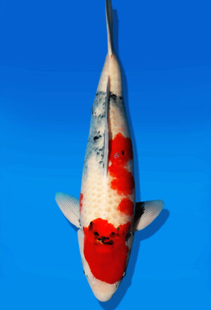 Koi Auktion Dainichi Showa Nisai MonaLisa male 58cm NN06-2638