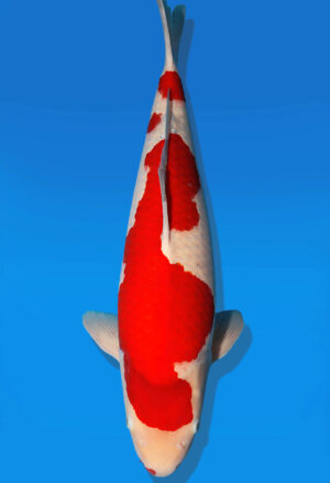 Koi Auktion Dainichi Kohaku Nisai SuperRikidozan male 56cm NN06-2639