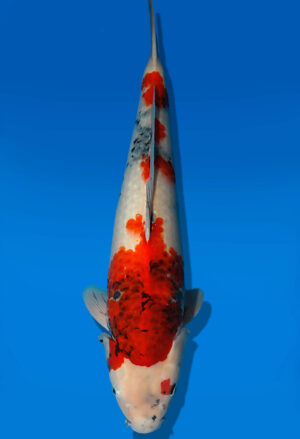 Koi Auktion Dainichi Showa Nisai BlackMonroe female 58cm NN06-2640