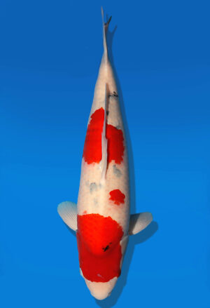 Koi Auktion Dainichi Sanke Nisai Mr.Big male 57cm NN06-2641