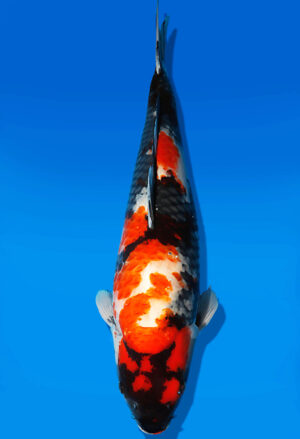 Koi Auktion Dainichi Showa Nisai BlackMonroe female 61cm NN06-2642