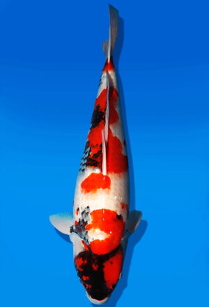 Koi Auktion Dainichi Showa Nisai Monroe female 58cm NN06-2648