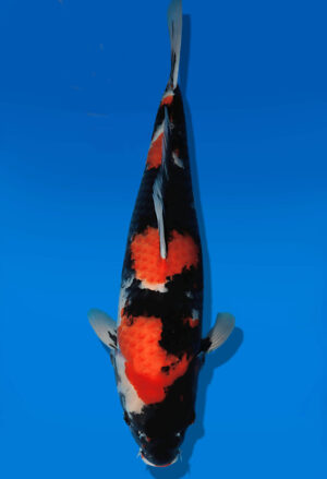Koi Auktion Dainichi Showa Nisai Monroe female 57cm NN05-2649