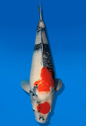 Koi Auktion Dainichi ChaUtsuri Nisai MonaLisa female 59cm NN05-2650
