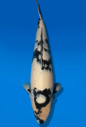 Koi Auktion Dainichi ShiroUtsuri Nisai BlackMonroe female 58cm NN05-2651