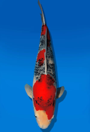 Koi Auktion Dainichi Showa Nisai WhiteMonroe male 58cm NN05-2652