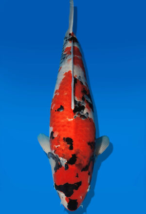 Koi Auktion Dainichi Showa Nisai MonaLisa female 57cm NN05-2653