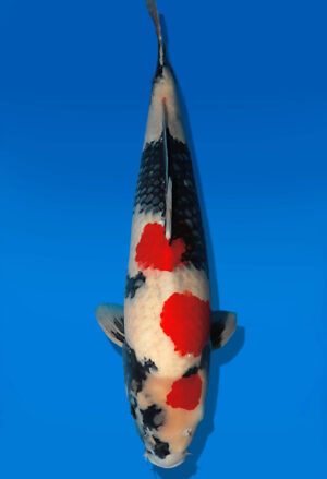 Koi Auktion Dainichi Showa Nisai BlackMonroe male 59cm NN05-2654