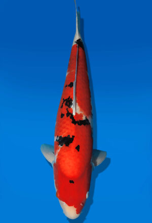 Koi Auktion Dainichi Sanke Nisai Mr.Big female 59cm NN05-2655