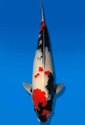 Koi Auktion Dainichi Showa Nisai WhiteMonroe male 10cm NN05-2656