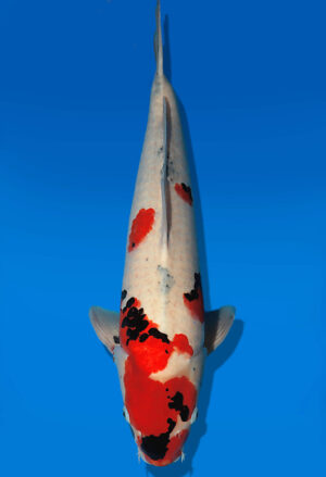 Koi Auktion Dainichi Showa Nisai WhiteMonroe male 59cm NN05-2657