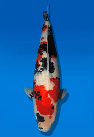 Koi Auktion Dainichi Showa Nisai MonaLisa female 60cm NN05-2669
