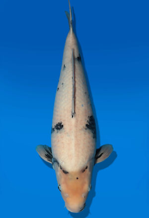 Koi Auktion Dainichi ShiroUtsuri Nisai BlackMonroe female 52cm NN05-2668