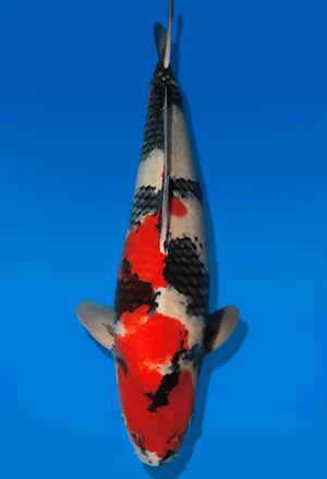 Koi Auktion Dainichi Showa Nisai MonaLisa female 64cm NN05-2658