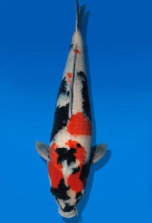 Koi Auktion Dainichi Showa Nisai MonaLisa female 60cm NN05-2659
