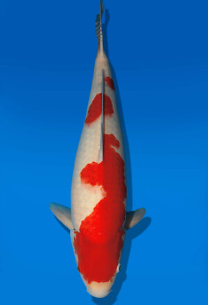 Koi Auktion Dainichi Kohaku Nisai Wild female 59cm NN05-2660