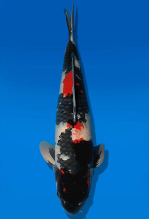 Koi Auktion Dainichi Showa Nisai BlackMonroe male 59cm NN05-2661