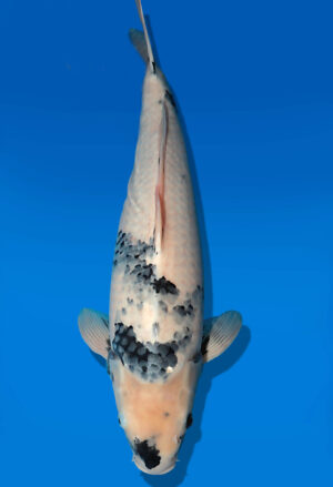 Koi Auktion Dainichi ShiroUtsuri Nisai Monroe female 56cm NN05-2670